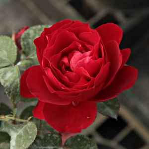 Rosa Look Good Feel Better™ - rdeča - Vrtnice Floribunda